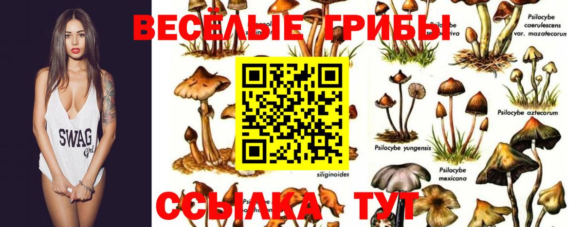 Галлюциногенные грибы GOLDEN TEACHER  Вход с VPN  где найти наркотики  Севастополь  Галлюциногенные грибы прущие грибы 